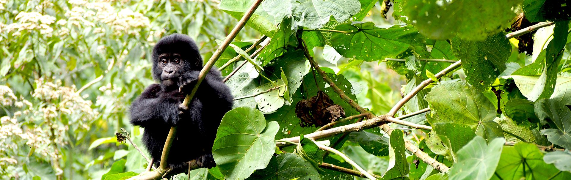 Baby gorilla in Bwindi Impenetrable Forest