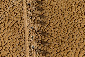 Camel trains in the Danakil Depression