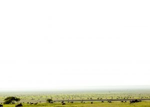 Plains of Serengeti