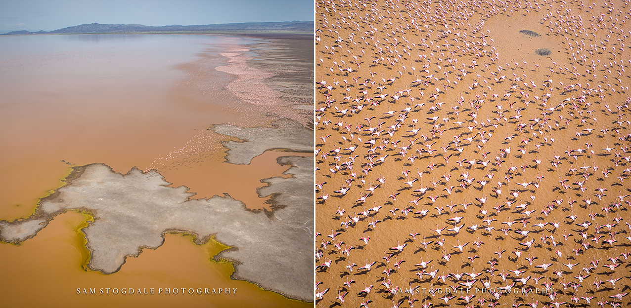 ‘The flamingos that day were out of this world’! Lake Logipi photographed by Africa Born founder and professional safari guide, Sam Stogdale - in his own words. Thank you Sam for sharing with us your stunning pictures.Northern Kenya, June 2018