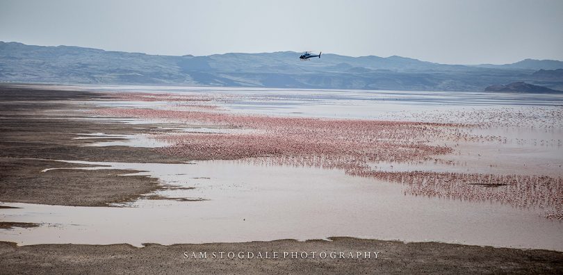 Flamingo on Lake Logipi, Northern Kenya