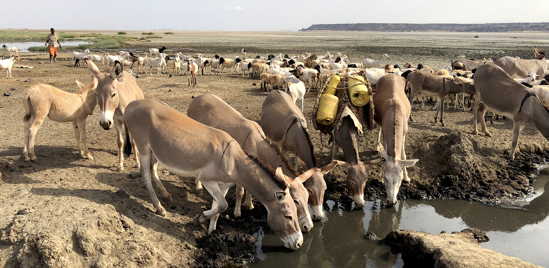 Rendille Donkeys, Northern Kenya