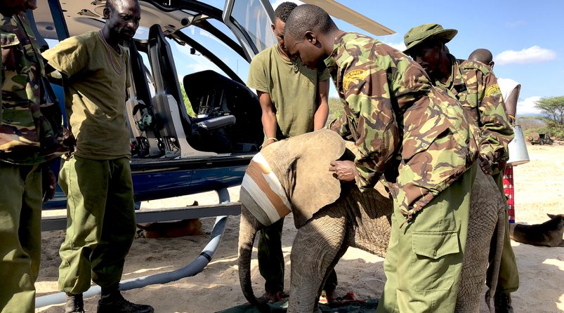 Orphan Elephant rescue by helicopter