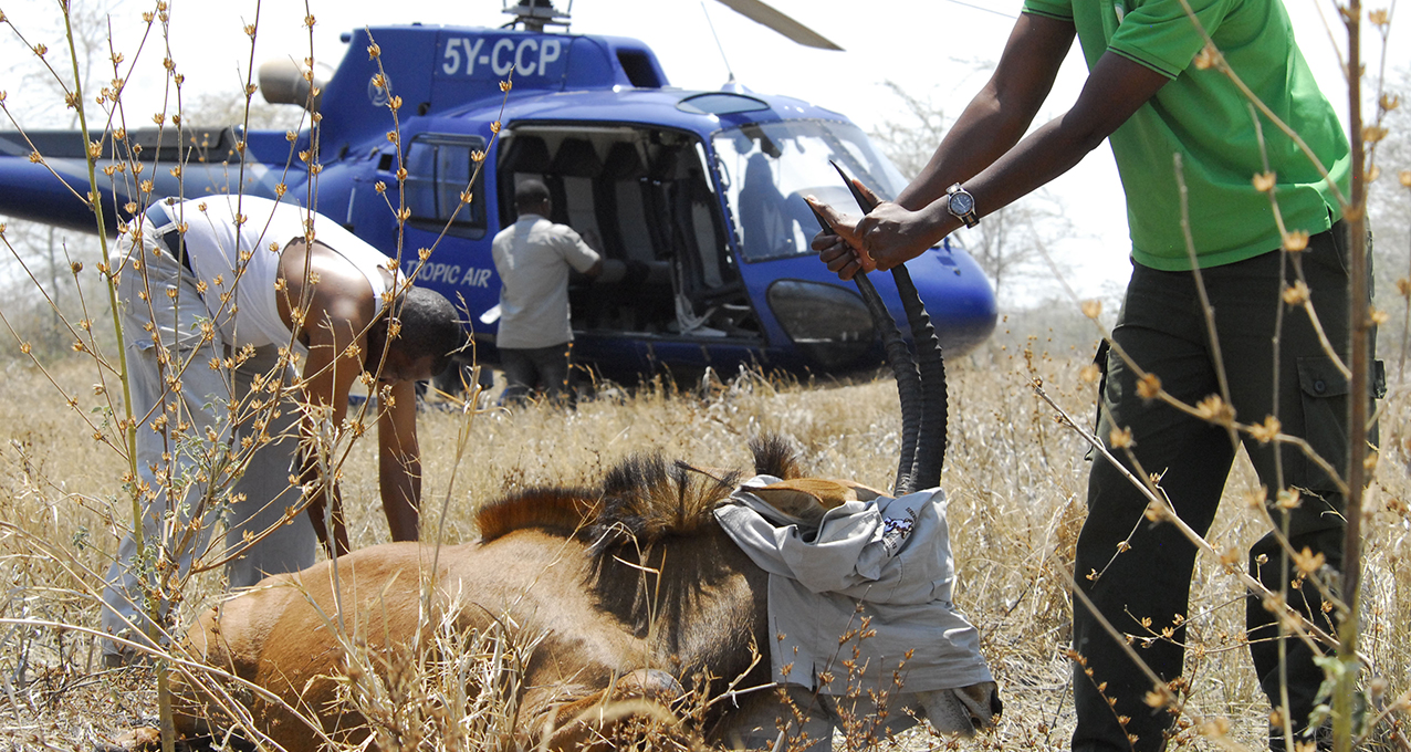 Sable antelope being collared in Ruaha, Tanzania