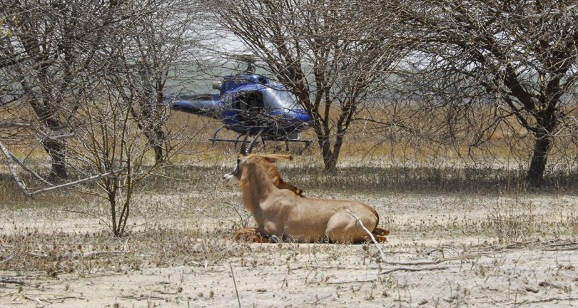 Sable antelope being collared in Ruaha, Tanzania