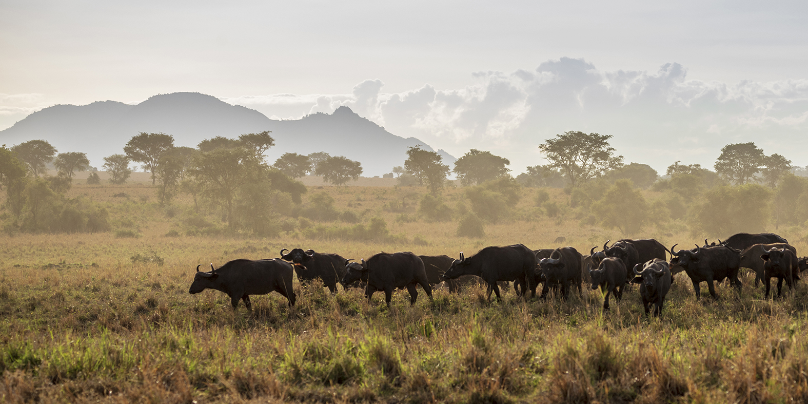 Buffalo, Kidepo National Park