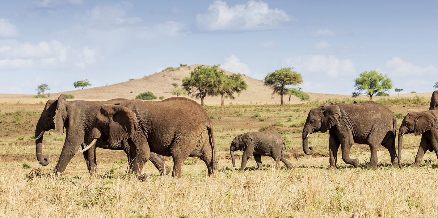 Elephants at Kidepo National Park, Uganda