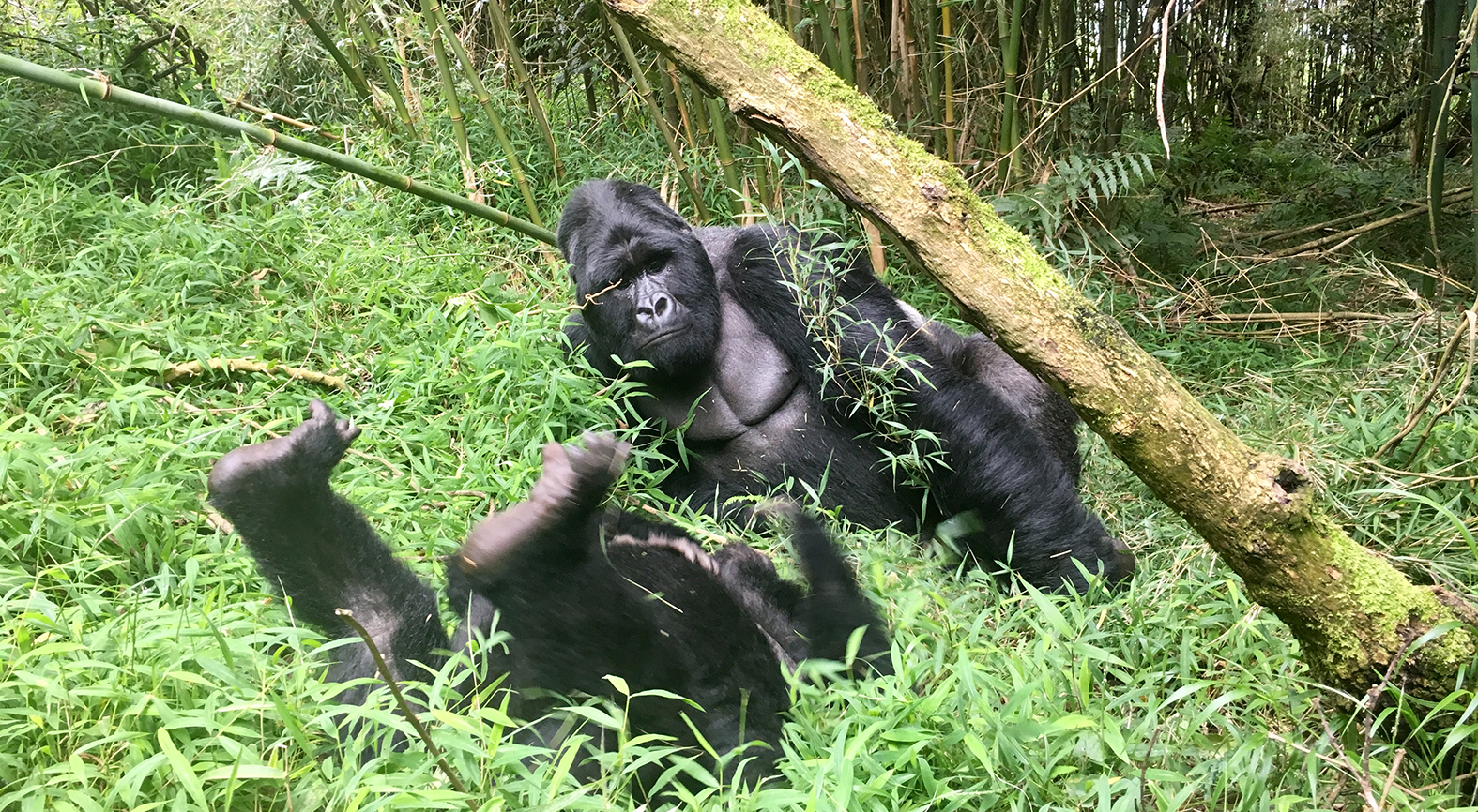 Mountain Gorilla in Mgahinga National Park, Uganda