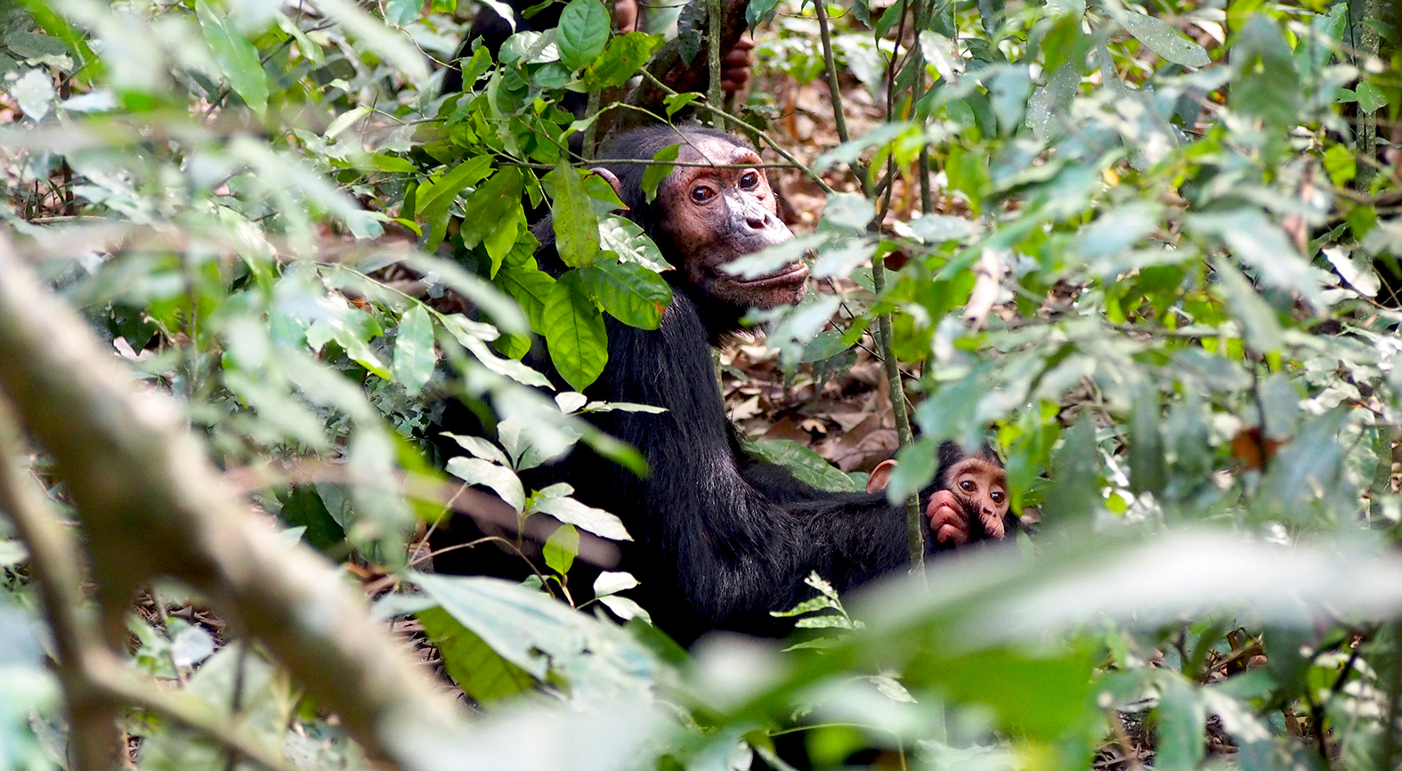 Chimpanzee in Kibale National Park