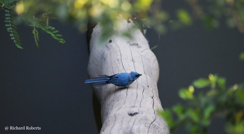 African Blue Fly Catcher