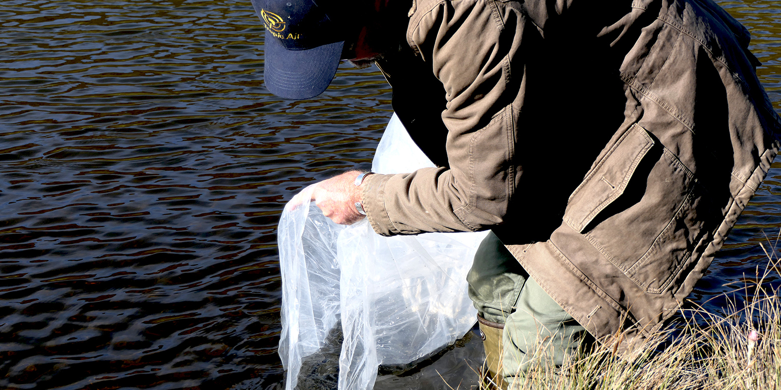 Releasing the fingerlings