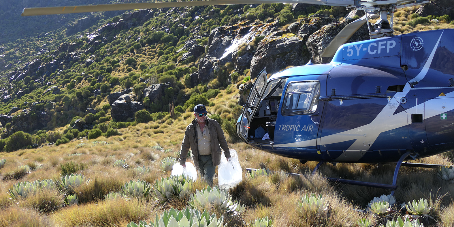 Trout fingerlings being carried from the helicopter to the lake