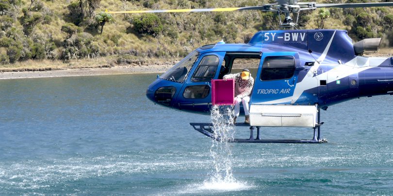 Trout fingerlings dropped from helicopter