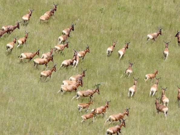 Swayne's Hartebeest, Ethiopia