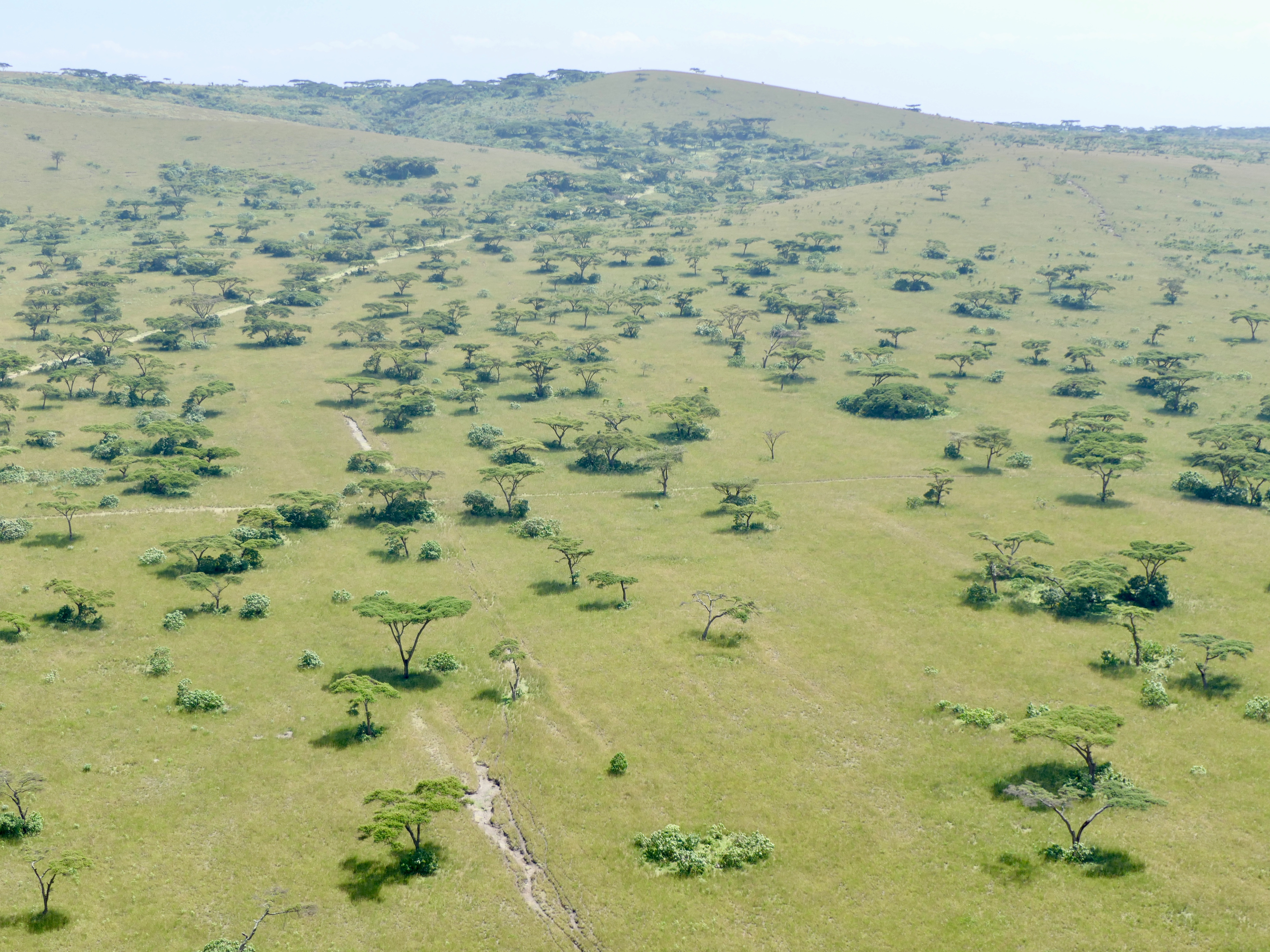 Swayne's Hartebeest Sanctuary, Ethiopia