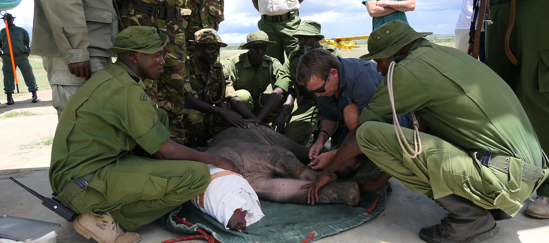 Orphan Elephant Kenya