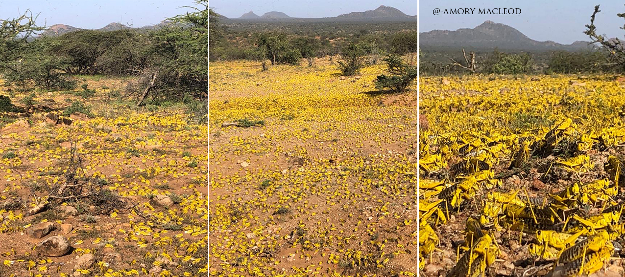 Desert Locusts, Kenya