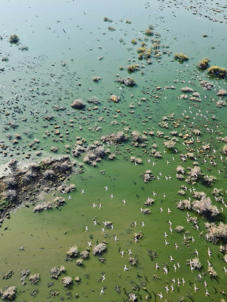 Rare sight of Flamingo on Lake Turkana