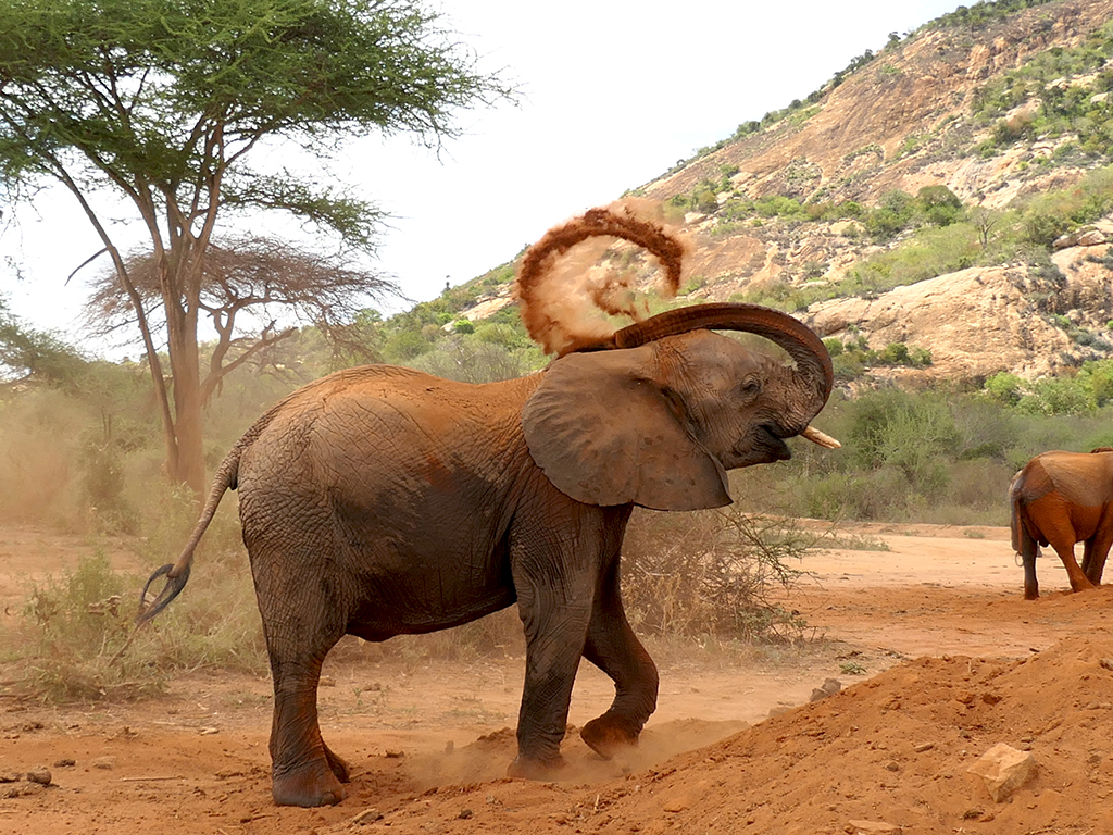 Red elephants of Tsavo