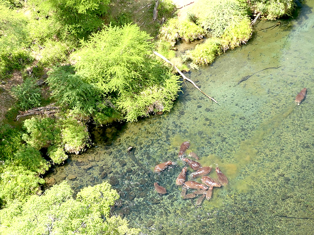 Mzima Springs, Tsavo East